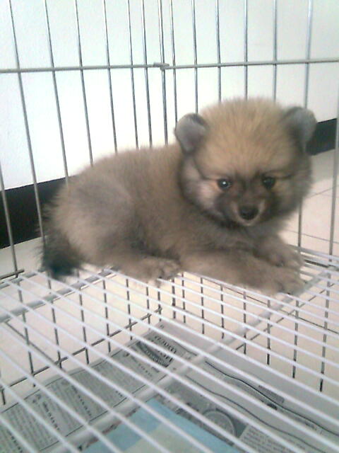 ลูกสุนัขปอมเกรด เลี้ยงเล่น พื้นที่น้อยๆ ไปไหนไปกันได้ ราคาไม่แพง พร้อมส่ง รูปที่ 5