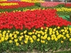 รูปย่อ ด่วน...ยังพอมีที่ว่างสำหรับคนพิเศษเช่นคุณ เทศกาลดอกไม้บานที่เกาหลี ท่องแดนกิมจิ เกาะนามิ หมู่บ้านฝรั่งเศส 5 วัน 3 คืน รูปที่1