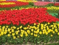 ด่วน...ยังพอมีที่ว่างสำหรับคนพิเศษเช่นคุณ เทศกาลดอกไม้บานที่เกาหลี ท่องแดนกิมจิ เกาะนามิ หมู่บ้านฝรั่งเศส 5 วัน 3 คืน
