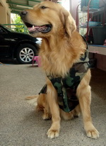 www.things-for-dog.com ขายผ้ายางกันลื่น เสื้อสุนัข Size ใหญ่ อาหาร ราคาถูก มีบริการจัดส่ง รูปที่ 1