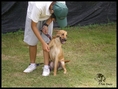 บริการสอน/ฝึกสุนัข โดย PetOasis รับฝึกสุนัขทุกสายพันธุ์