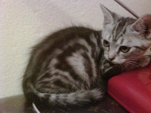 ขายลูกแมวพันธุ์แท้ american short hair เพศเมีย สี sliver ลายสวย เกิด 14 ก.พ. 53 วันวาเลนไทน์ อายุ 4 เดือนแล้ว ราคาพิเศษ รูปที่ 1