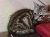 รูปย่อ ขายลูกแมวพันธุ์แท้ american short hair เพศเมีย สี sliver ลายสวย เกิด 14 ก.พ. 53 วันวาเลนไทน์ อายุ 4 เดือนแล้ว ราคาพิเศษ รูปที่1