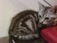 ขายลูกแมวพันธุ์แท้ american short hair เพศเมีย สี sliver ลายสวย เกิด 14 ก.พ. 53 วันวาเลนไทน์ อายุ 4 เดือนแล้ว ราคาพิเศษ