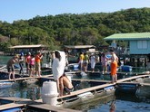 เกาะเสม็ด ที่พักบนเกาะเสม็ด เรือรอบเกาะเสม็ด ดำน้ำ ตกหมึก www.easytoursamed.com โทร.081-5884406 รูปที่ 3