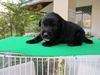 รูปย่อ ขายลูกสุนัขพันธุ์ลาบราดอร์แท้ สีดำ อายุ 3เดือน รูปที่3