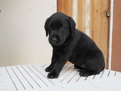ขายลูกสุนัขพันธุ์ลาบราดอร์แท้ สีดำ อายุ 3เดือน รูปที่ 1