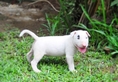 ขายลูกบลูเทอร์เรีย  bull terrier puppy for sell