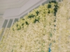 รูปย่อ รับจัดงานแต่งงาน ซุ้มดอกไม้ ซุ้มถ่ายภาพ backdrop เสาดอกไม้ ช่อติดอก โต๊ะเค้ก  พานขันหมาก จัดตกแต่งสถานที่ รูปที่1