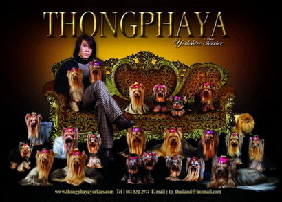 welcome www.thongphayayorkies.com.Yorkshire terrier น้องหมายอร์คเชียร์น่ารัก น่ารัก รูปที่ 1