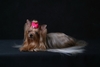 รูปย่อ Yorkshire terrier www.thongphayayorkies.com.น้องหมายอร์คเชียร์น่ารัก น่ารัก รูปที่3