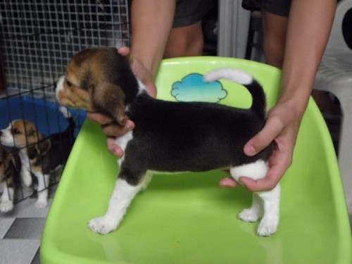 ขาย หมา  ลูกสุนัข พันธุ์  Beagle  น่ารัก  เเข็งเเรง <><><><><><><> รูปที่ 1