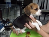 รูปย่อ ขาย หมา  ลูกสุนัข พันธุ์  Beagle  น่ารัก  เเข็งเเรง &lt;&gt;&lt;&gt;&lt;&gt;&lt;&gt;&lt;&gt;&lt;&gt;&lt;&gt; รูปที่4