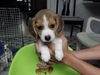 รูปย่อ ขาย หมา  ลูกสุนัข พันธุ์  Beagle  น่ารัก  เเข็งเเรง &lt;&gt;&lt;&gt;&lt;&gt;&lt;&gt;&lt;&gt;&lt;&gt;&lt;&gt; รูปที่3