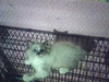 รูปย่อ แมวเปอเซียสีหิมาลายันใส้ถุงเท้าขาวหน้าตุ๊กตาเพศผู้อายุ2.5เดือน รูปที่2