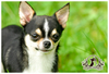 รูปย่อ ขาย สุนัข ชิวาวา สายพันธุ์อเมริกาแท้ มีใบ Certified Pedigree. รูปที่2