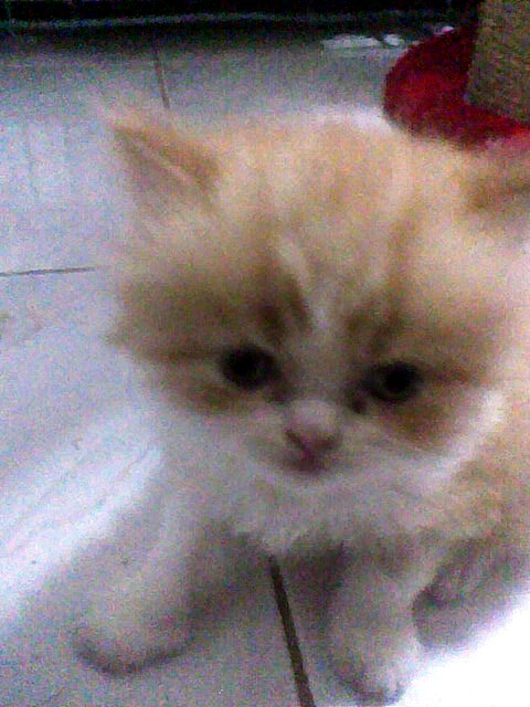 แมวเปอเซีย รูปที่ 4