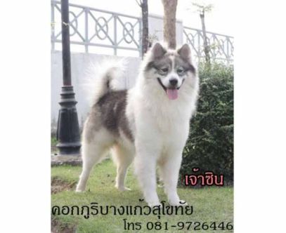 1ใน2 สายพันธุ์สุนัขที่เกิดในประเทศไทยขณะนี้ รูปที่ 1