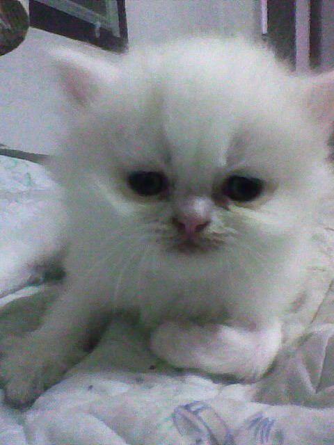 แมวเปอเซีย รูปที่ 5