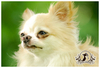 รูปย่อ ขาย สุนัข ชิวาวา สายพันธุ์อเมริกาแท้ มีใบ Certified Pedigree. รูปที่3