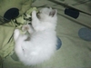 รูปย่อ ขายลูกแมวเปอร์เซีย วัยกำลังกินกำลังนอน ขึ้นกระบะเป็นแล้ว รูปที่6