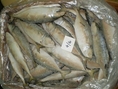 จำหน่ายปลาซาดีน (Indian oil sadine) ,ปลาแมคคาเรล (Indian mackerel) สด