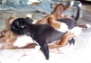 รูปย่อ ขายลูกสุนัข พันธุ์ ชิวาวา (Chihuahua) สีดำ หน้าผากขาว ตัวเมีย อุบลราชธานี รูปที่3