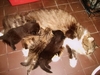 รูปย่อ เปิดจองลูกแมวเปอร์เซีย หน้าตุ๊กตา ชินเชียร่า น่ารักมาก มี6ตัว ผู้ 4 เมีย 2 แมวบ้านเลี้ยงเองอย่างดี รูปที่4