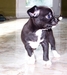 รูปย่อ ขายลูกสุนัข พันธุ์ ชิวาวา (Chihuahua) สีดำ หน้าผากขาว ตัวเมีย อุบลราชธานี รูปที่5