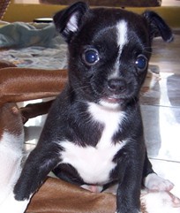 ขายลูกสุนัข พันธุ์ ชิวาวา (Chihuahua) สีดำ หน้าผากขาว ตัวเมีย อุบลราชธานี รูปที่ 1