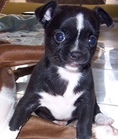 ขายลูกสุนัข พันธุ์ ชิวาวา (Chihuahua) สีดำ หน้าผากขาว ตัวเมีย อุบลราชธานี
