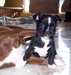 รูปย่อ ขายลูกสุนัข พันธุ์ ชิวาวา (Chihuahua) สีดำ หน้าผากขาว ตัวเมีย อุบลราชธานี รูปที่2