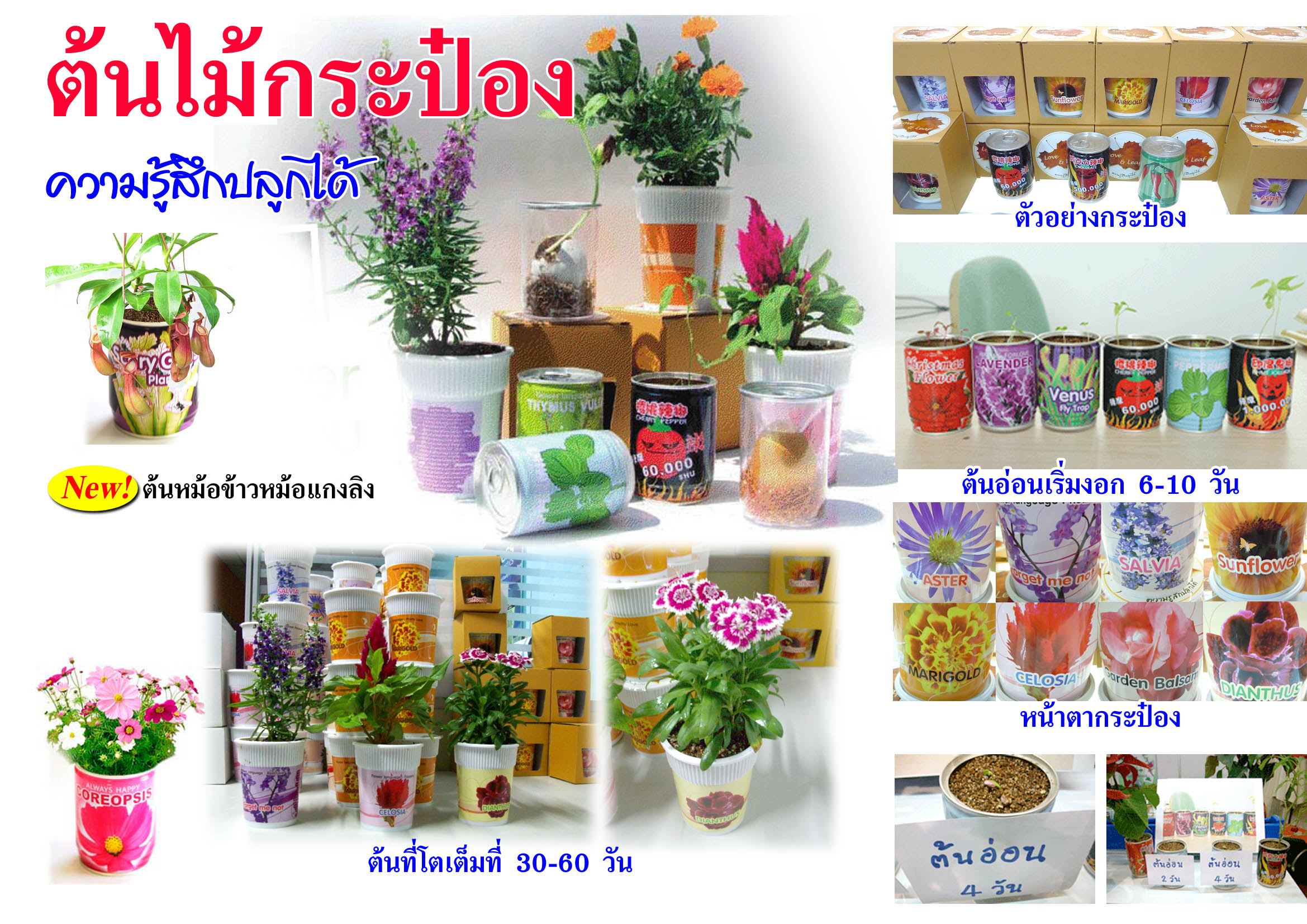 ต้นไม้กระป๋องบอกความรู้สึก รูปที่ 3