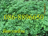 ขายกล้าต้น ผักหวานบ้าน , มะรุม มีจำนวนมาก บริการจัดส่งทั่วไทย โทร . 086-8896650 , 082-8165780 รูปที่ 1
