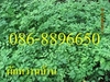 รูปย่อ ขายกล้าต้น ผักหวานบ้าน , มะรุม มีจำนวนมาก บริการจัดส่งทั่วไทย โทร . 086-8896650 , 082-8165780 รูปที่1