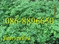 ขายกล้าต้น ผักหวานบ้าน , มะรุม มีจำนวนมาก บริการจัดส่งทั่วไทย โทร . 086-8896650 , 082-8165780