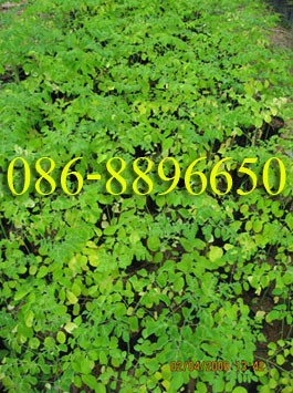 ขายกล้าต้น ผักหวานบ้าน , มะรุม มีจำนวนมาก บริการจัดส่งทั่วไทย โทร . 086-8896650 , 082-8165780 รูปที่ 5