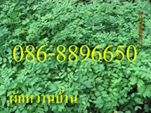 ขายกล้าต้น ผักหวานบ้าน , มะรุม มีจำนวนมาก บริการจัดส่งทั่วไทย โทร . 086-8896650 , 082-8165780 รูปที่ 6