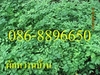 รูปย่อ ขายกล้าต้น ผักหวานบ้าน , มะรุม มีจำนวนมาก บริการจัดส่งทั่วไทย โทร . 086-8896650 , 082-8165780 รูปที่5