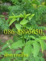 ขายกล้าต้น ผักหวานบ้าน , มะรุม มีจำนวนมาก บริการจัดส่งทั่วไทย โทร . 086-8896650 , 082-8165780 รูปที่ 3