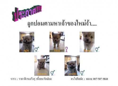 ลูกปอมตามหาบ้านจ้า รูปที่ 1