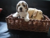 รูปย่อ ขายลูกสุนัข beagle(บีเกิ้ล) สาย Am,Ch puppy love,the caesar,x รูปที่4
