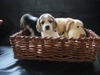 รูปย่อ ขายลูกสุนัข beagle(บีเกิ้ล) สาย Am,Ch puppy love,the caesar,x รูปที่2