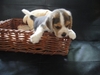 รูปย่อ ขายลูกสุนัข beagle(บีเกิ้ล) สาย Am,Ch puppy love,the caesar,x รูปที่3