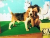 รูปย่อ ขายลูกสุนัข beagle(บีเกิ้ล) สาย Am,Ch puppy love,the caesar,x รูปที่6
