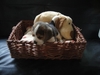 รูปย่อ ขายลูกสุนัข beagle(บีเกิ้ล) สาย Am,Ch puppy love,the caesar,x รูปที่5