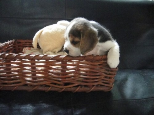 ขายลูกสุนัข beagle(บีเกิ้ล) สาย Am,Ch puppy love,the caesar,x รูปที่ 1