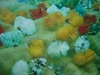 รูปย่อ สังขกุล ทัวร์ ที่พักเขานอกโฮมสเตย์บีช เรือนำเที่ยวดำน้ำดูปะการัง ตกปลา ตกหมึก เกาะช้าง จ.ตราด  โทร. 081 781 5497 รูปที่3