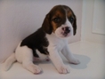 ขายลูกสุนัข beagle 6000 ฿