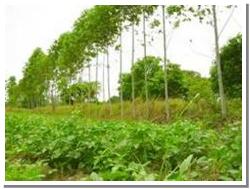 ขายต้นกระดาษดับเบิ้ลเอ (จำหน่ายและรับเหมาปลูก) รูปที่ 2